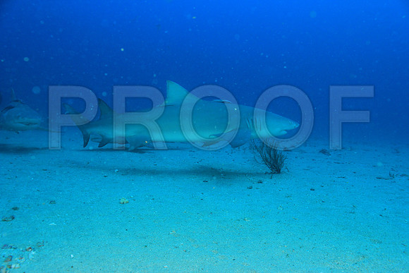 20150605_Scuba_OR_Miami_IMG_8754