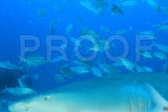 20150606_Scuba_OR_Miami_IMG_8899