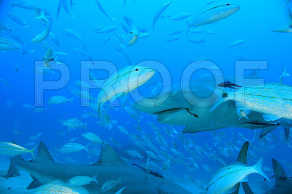 20150606_Scuba_OR_Miami_IMG_8913