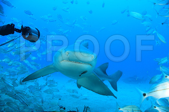 20150606_Scuba_OR_Miami_IMG_8866