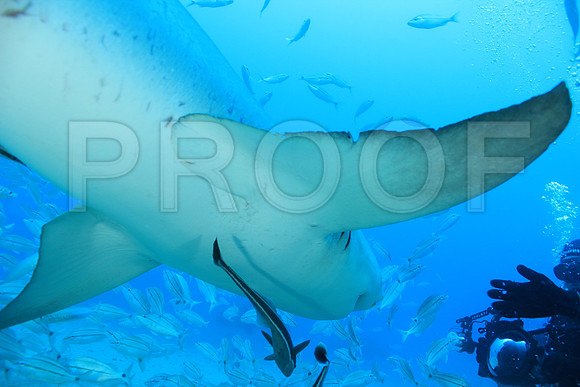 20150606_Scuba_OR_Miami_IMG_8917