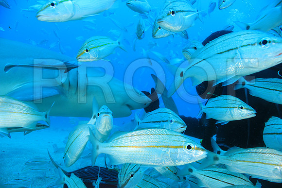 20150606_Scuba_OR_Miami_IMG_8921