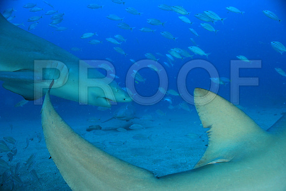 20150606_Scuba_OR_Miami_IMG_8786