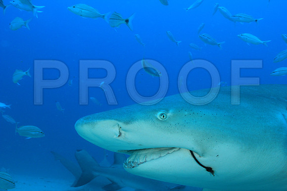 20150606_Scuba_OR_Miami_IMG_8906