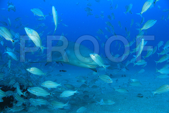 20150606_Scuba_OR_Miami_IMG_8760