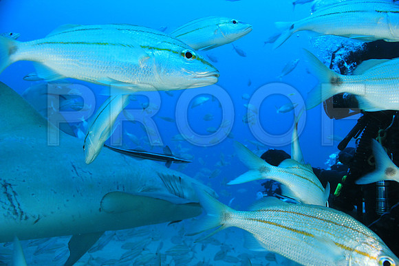 20150606_Scuba_OR_Miami_IMG_8886