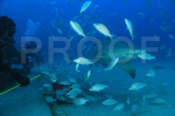 20150605_Scuba_OR_Miami_IMG_8757