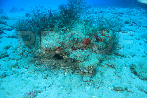 20150606_Scuba_OR_Miami_IMG_8832