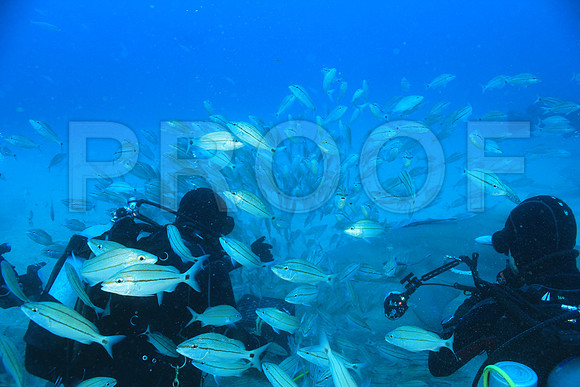 20150606_Scuba_OR_Miami_IMG_8876