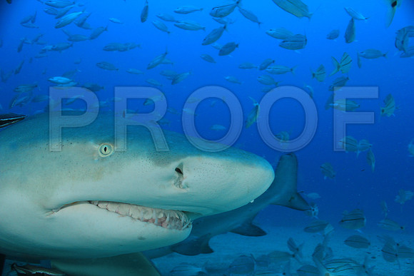 20150606_Scuba_OR_Miami_IMG_8804