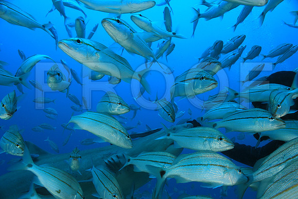 20150606_Scuba_OR_Miami_IMG_8922