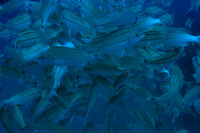 20150605_Scuba_OR_Miami_IMG_8744