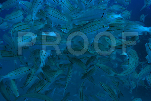 20150605_Scuba_OR_Miami_IMG_8744
