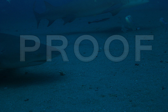 20150606_Scuba_OR_Miami_IMG_8845