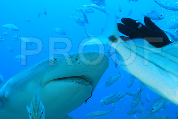 20150606_Scuba_OR_Miami_IMG_8904
