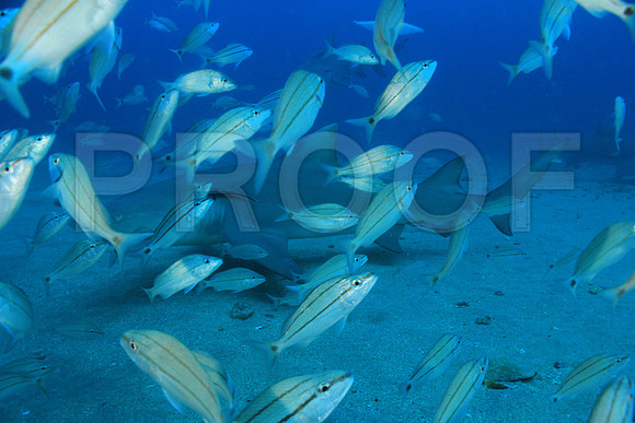 20150606_Scuba_OR_Miami_IMG_8785