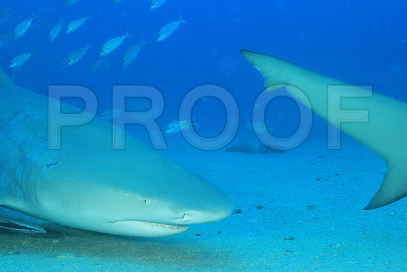 20150606_Scuba_OR_Miami_IMG_8860