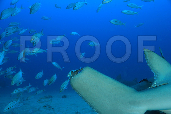 20150606_Scuba_OR_Miami_IMG_8771