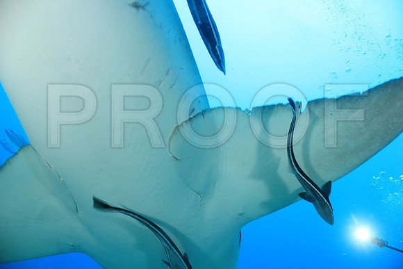 20150606_Scuba_OR_Miami_IMG_8781