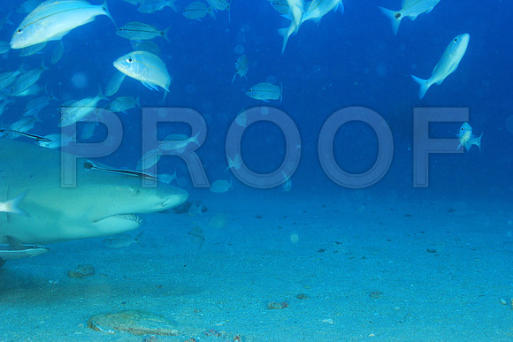 20150606_Scuba_OR_Miami_IMG_8836