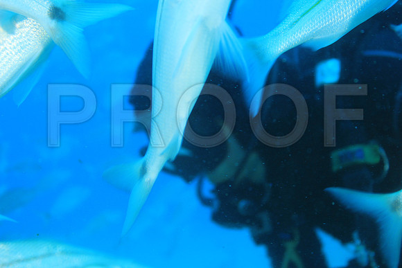 20150606_Scuba_OR_Miami_IMG_8775