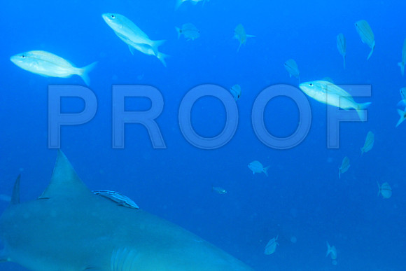 20150606_Scuba_OR_Miami_IMG_8853