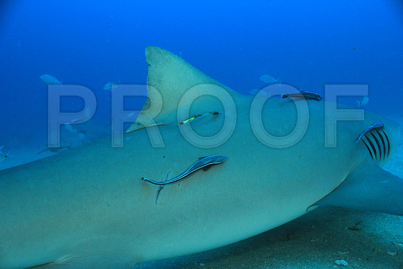 20150606_Scuba_OR_Miami_IMG_8808