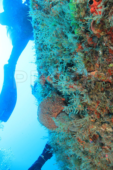 20150606_Scuba_OR_Miami_IMG_8827