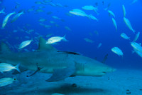 20150605_Scuba_OR_Miami_IMG_8753
