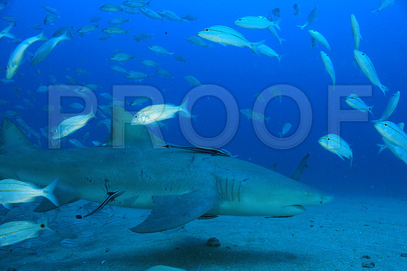 20150605_Scuba_OR_Miami_IMG_8753