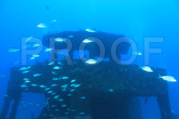 20150605_Scuba_OR_Miami_IMG_8748