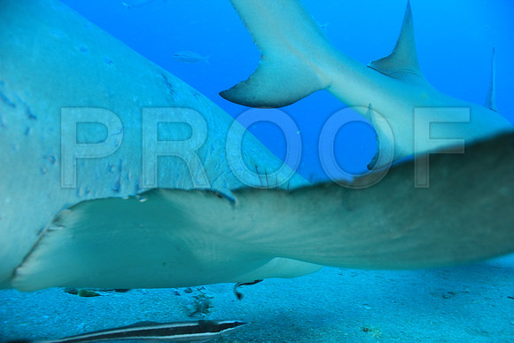 20150606_Scuba_OR_Miami_IMG_8778
