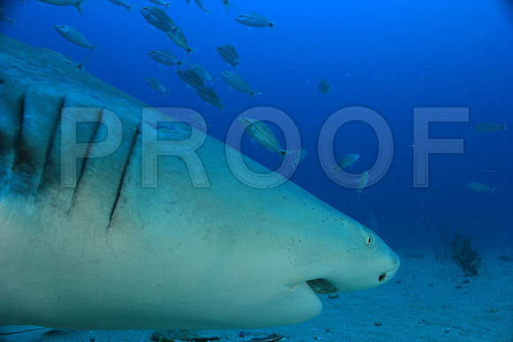 20150606_Scuba_OR_Miami_IMG_8814