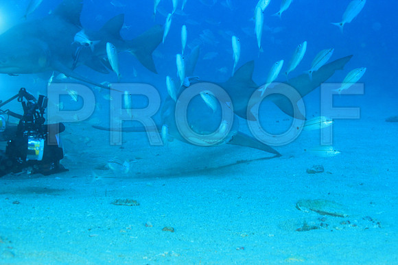 20150606_Scuba_OR_Miami_IMG_8858