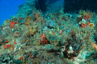20150605_Scuba_OR_Miami_IMG_8746