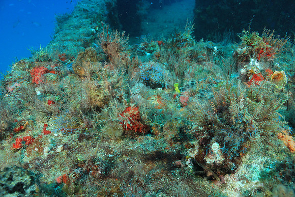 20150605_Scuba_OR_Miami_IMG_8746