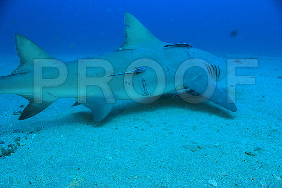 20150605_Scuba_OR_Miami_IMG_8756