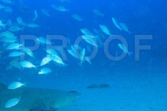 20150606_Scuba_OR_Miami_IMG_8855