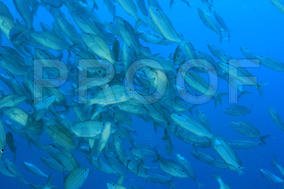 20150606_Scuba_OR_Miami_IMG_8774