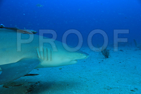 20150606_Scuba_OR_Miami_IMG_8759