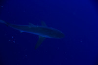 20150605_Scuba_OR_Miami_IMG_8733