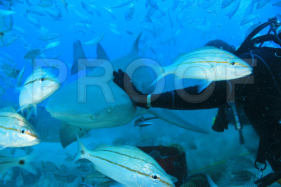20150606_Scuba_OR_Miami_IMG_8892