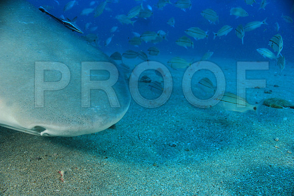 20150606_Scuba_OR_Miami_IMG_8777