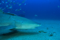 20150605_Scuba_OR_Miami_IMG_8755