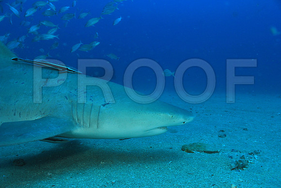 20150605_Scuba_OR_Miami_IMG_8755