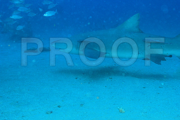 20150606_Scuba_OR_Miami_IMG_8843