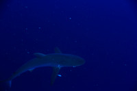 20150605_Scuba_OR_Miami_IMG_8732