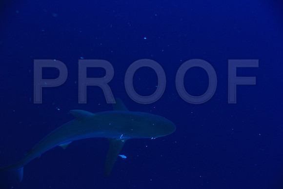 20150605_Scuba_OR_Miami_IMG_8732