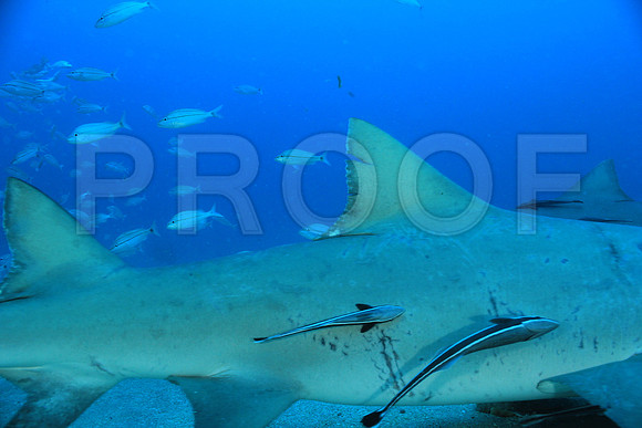 20150606_Scuba_OR_Miami_IMG_8806