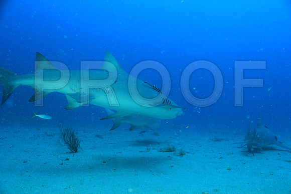 20150606_Scuba_OR_Miami_IMG_8816